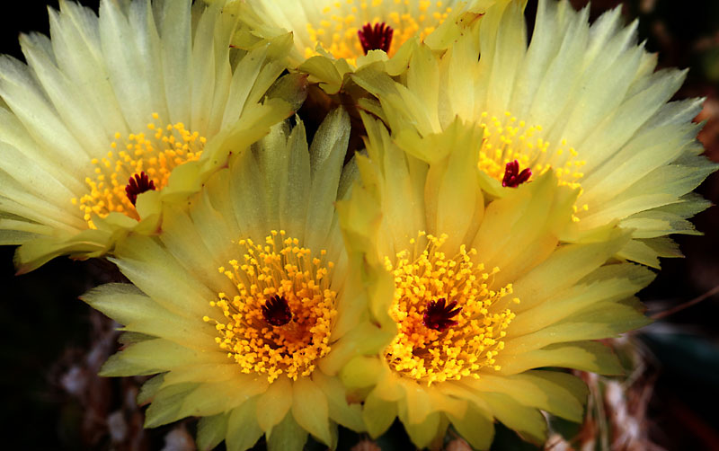 Parodia tabularis